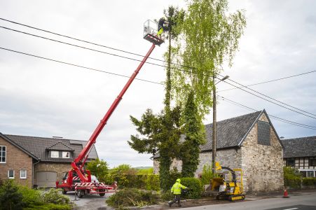 Do I Need Tree Removal or Tree Trimming? How Jacksonville Homeowners Can Tell