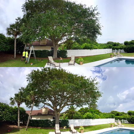 Crown Reduction