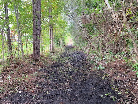 Land Clearing