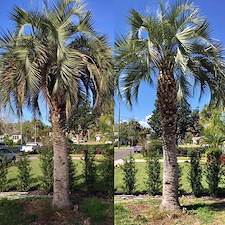 Tree Health