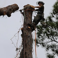 Tree Removal