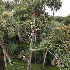 Tree Trimming & Pruning