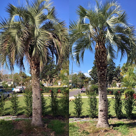 Tree Health