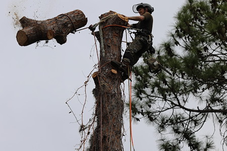 Tree Removal