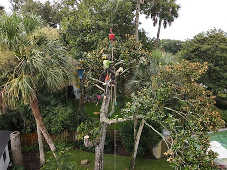Tree Trimming & Pruning