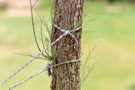 When Trees Need Extra Support: How Cabling and Bracing Save Valuable Trees